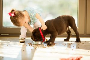 Pets need protection from the pool